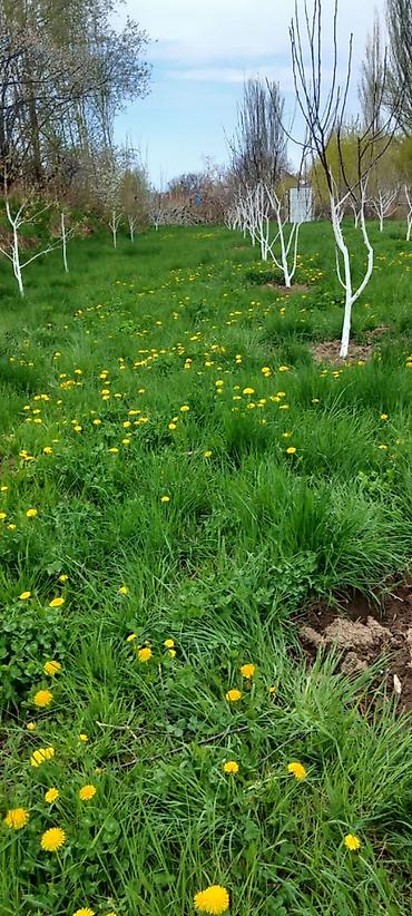 Продажа коттеджей и домов: 🏡Продаётся дом с участком в живописном селе Кара-Ой, на побережье — 2