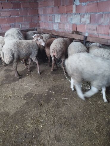 Qoyunlar, qoçlar: 10 eded quzu 4erkey və 6disi qiymət alıcıyla razılaşma yolu ile.Cox — 6