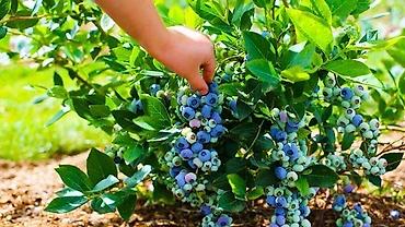 купить карагат: Голубика сорта Блюкроп (Bluecrop): Самый популярный и неприхотливый — 4