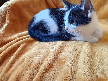 отдам даром котят бишкек: Кошка даром: Беспородная, 2 месяца, Мальчик — 5
