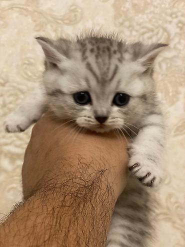 cutlesme pisik: Şotland yastı qulaq, Erkək, Dişi, Cütləşmə üçün, Ödənişli çatdırılma — 9