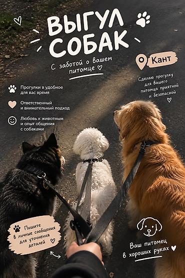 прачечная бишкек рядом со мной: 🐾 Ищу хвостатых друзей на прогулку! У вас нет времени погулять с — 1
