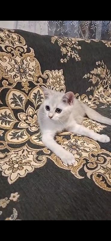 rus mavisi pişik satışı: Erkək — 9