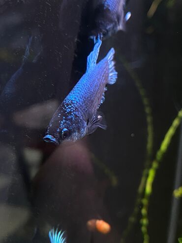 Аквариумы: Green Aqua — рыбки и растения для аквариума 🐟🌿 ▪️ Пресноводные рыбки и — 8