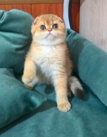 купить щенка немецкой овчарки из питомника: Шотландский вислоухий котёнок (Scottish Fold) - Окрас: золотой