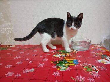 Pişiklər: Yaxşı əllərə — 7