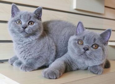 Cats: Prekrasne britanske kratkodlake mačke .Dostupne odmah Imam dva legla