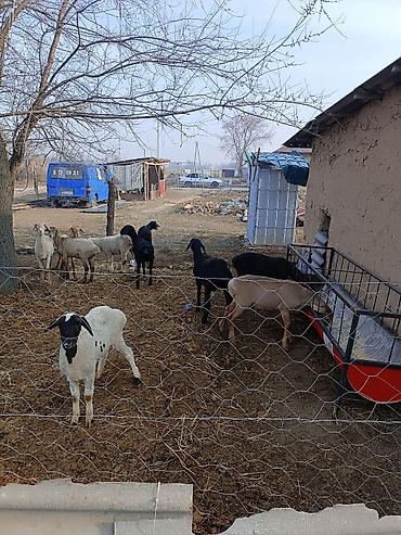 Баран, овца: Продаю | Овца (самка) | Полукровка | Для разведения | Ярка — 4