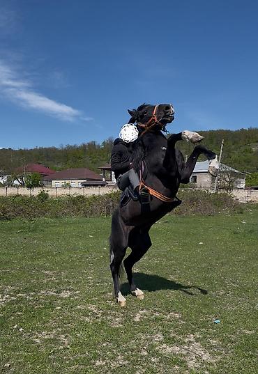 bakida cins ineklerin satisi: 9 yasi var, caparaqdi, hecbir pis xasiyyeti yoxdur, saglam atdir — 1