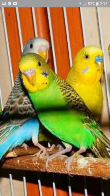 А/ч жаныбарлары үчүн тоюттар: Волнистые попугайчики