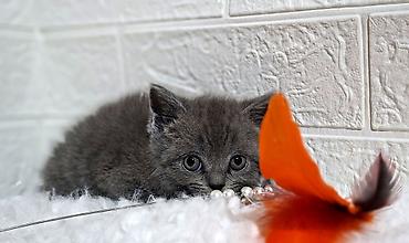 Продажа кошек: Продаётся шотландская девочкаскоттиш-страйт,окрас голубой,возраст at lalafo.kg — 3 Продажа кошек: Продаётся шотландская девочкаскоттиш-страйт,окрас голубой,возраст — 3