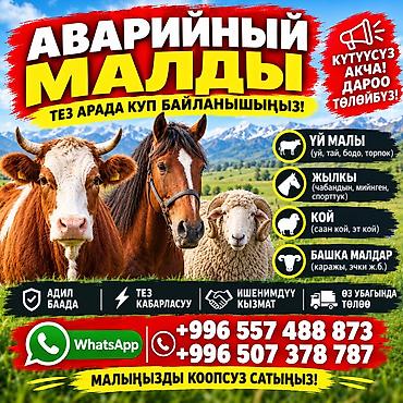 кошка сфинкс с шерстью: Частное лицо | На забой, на мясо — 1