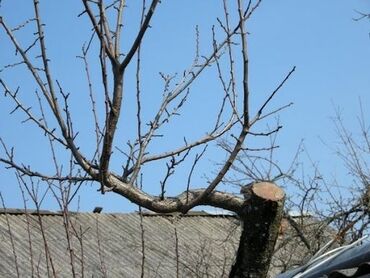 обрезка деревьев в бишкеке: Семена и саженцы Бесплатная доставка