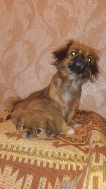 İtlər: Pekines, 2 ay, Erkek, Peyvəndli, Ünvandan götürmə