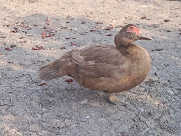 Ördəklər: Lal ördəklər satılır topdan 17 azn .Tək tək qiymətlər — 27