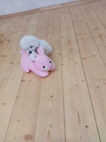 it sortu: Pudel, 2 ay, Erkek