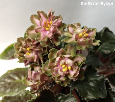 Фиалки и глоксинии: 🌱🌺🌱 Продаю сортовые ДЕТКИ стандартных, трейлерныхмини и полумини — 22