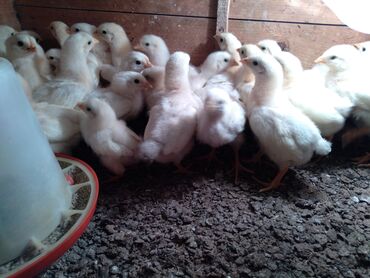 Птицы: Продаются цыплята адлер серебристая 40 штук по 150 сом вывод 5 апрель