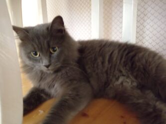 pişik daşıma: Stansiya sumqayıt şehercikde cins pişik tapılıb. Sahibi axtarılır