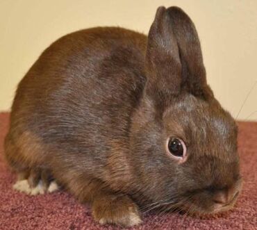 Dovşanlar: Ev dovşanı balaları satılır. Karlik(cırtdan) cinsi. Sağlam və — 11