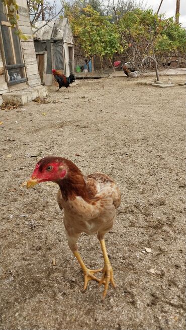 Toyuqlar: 7 aylıq fərədi — 3