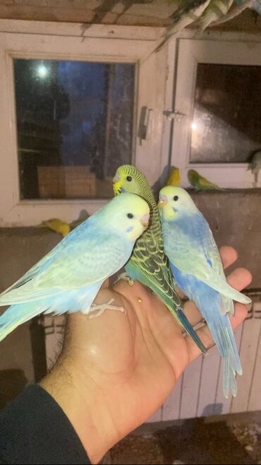 купить собаку болонку: Rainboş balalar erkeydilər dişilərdə var biri 30 azn ünvan Fatmayi