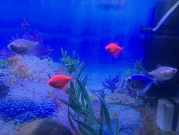 Balıqlar: Glofish, Sülhsevər, Ödənişli çatdırılma — 5