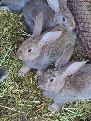 Другие животные: Кролики. Микс - фландр+серый великан. 1,5 месяцев