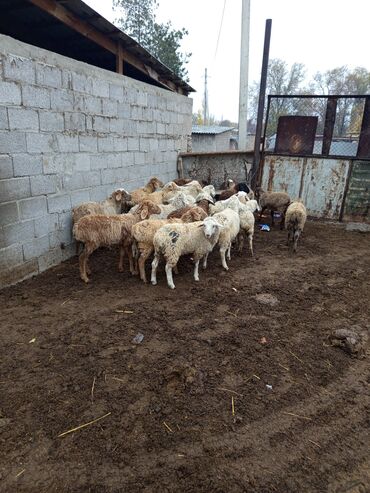 показы 1 354 72 договорная кошка даром британская короткошёрстная 1 год мальчик метис 2 позвонить написать: Продаю | Баран (самец) | Кастрированные