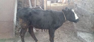 продаю музоо торпок корова самка бык самец айрширская ангус алатауская на забой для разведения на откорм племенные нетель привязанные: Продаю | Музоо, торпок | Алатауская | На откорм, Для разведения