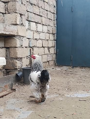 Digər quşlar: 3 dənə xoruzdu Heç 1 yaşları yoxdu 2 si təzə banlamağa başlayıb biri — 13