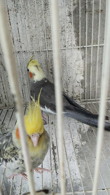 lutino: Watsap elaqe saxlayin Nimfa (Cockatiel) tutuquşuları – müxtəlif — 2