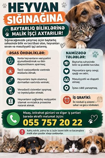 bravo maaş: Sığnacaga işçi axtarılır maaş 500-800 azn arası təcrübədən aslıdır — 1