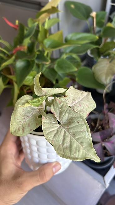 nergiz gülü şekilleri: Syngonium Milk Confetti – dekorativ ev bitkisi 🌿 Dekorativ bitki — 4