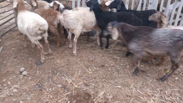 продажа баранов в бишкеке: Сатам | Ургаачы кой (ургаачы), Козу, Кочкор (эркек) | Арашан | Союуга, Көбөйтүү үчүн