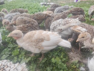Птицы: Продаю индюшат 1,5 месячные