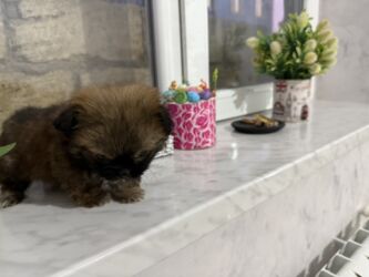 İtlər: Pekines, 2 ay, Dişi, Peyvəndli — 9