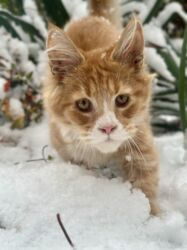 мейн кун бишкек 😺 питомник lyubushka 🐈 купить котенка 🐾 цена фото: Мейн-кун, 3 айлык, Эркек, Кызгыл сары, Лотокко барууга үйрөтүлгөн, Курттардан тазаланган, Эмделген