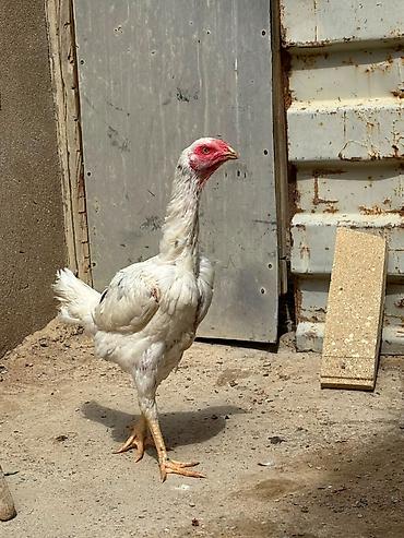 afcarka barter: Salam daş pipik cins heyratı 1 illik tam sağlam aktiv — 10