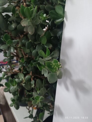 комнатные растения лимон: Крупное комнатное растение – денежное дерево (Crassula ovata