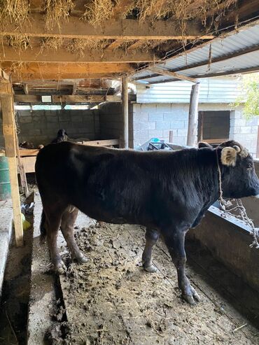 корова дойный: Продаю | Бык (самец) | Швицкая | На откорм, На забой