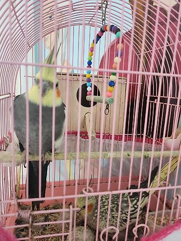 bulbul quşu: Nimfa (cockatiel) cütü və qəfəs dəsti - Növ: Nimfa (Nymphicus — 1