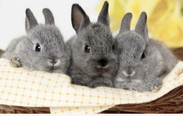 купить папугай: Крольчат месечные, мама породы серый великан. Папа породы Белый