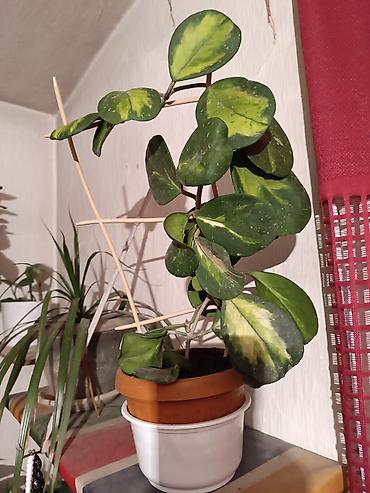 Диффенбахии: Диффенбахия и денежное дерево (толстянка) в горшках Что предлагается — 7