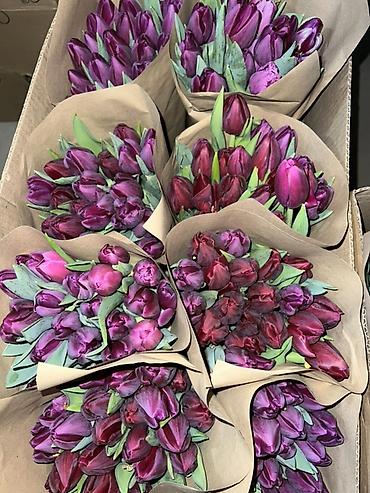 Букеты из живых цветов: Тюльпаны - Сорт: нежно-розовые тюльпаны с мягкой желтой каймой на — 19