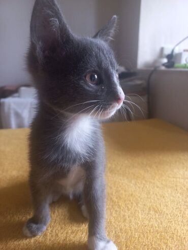 возьму собаку в хорошие руки: В добрые руки