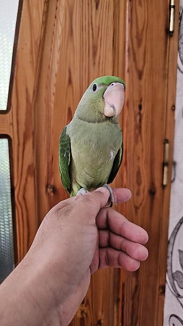 balaca pisik satisi: Aleksandr (parrot) cinsiyyəti dişidir əl quşudur– yaşıl tonlarda, uzun — 4
