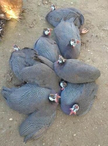 Heyvanlar üçün mallar: Məhsul: Helmetli Qvineya toyuqları (Numida meleagris) Xüsusiyyətlər