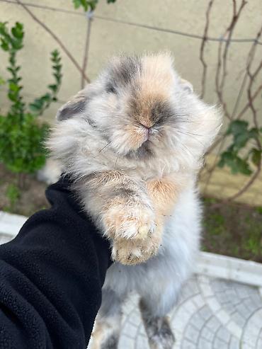 dovsan karlik: 🐰 5 aylıq karlik dovşanlar satılır! İki şirin karlik dovşan satılır — 5