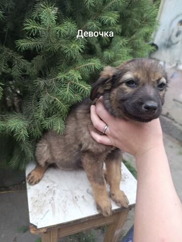 детская дубленка для мальчиков: Собака даром: 3 месяца, Самка